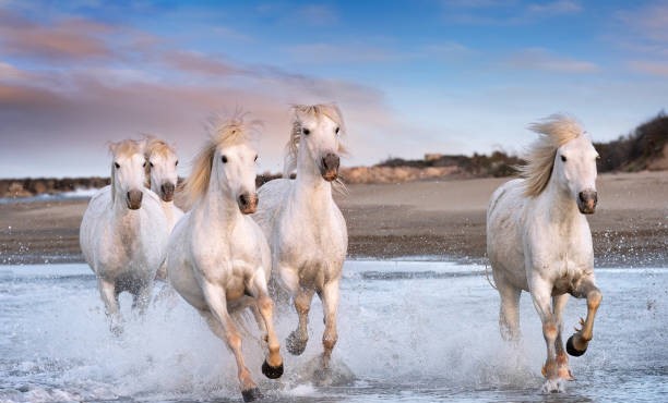 Keindahan Kuda Putih Camargue yang Ikonik di Prancis