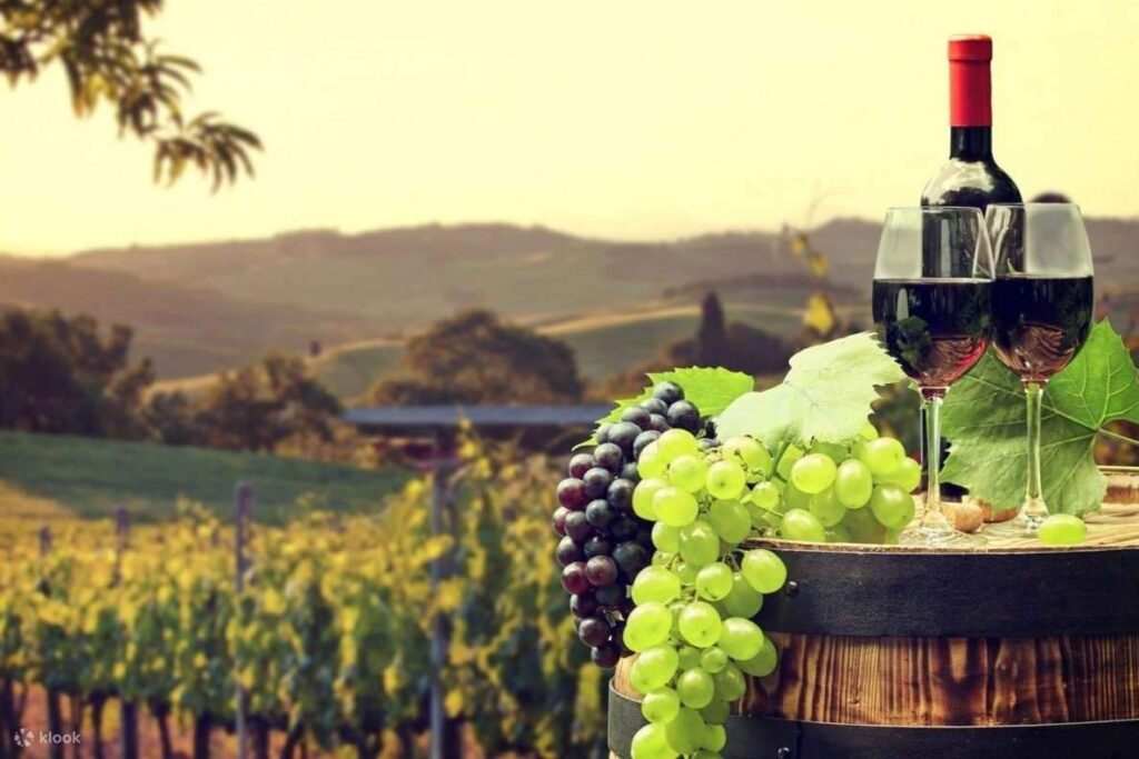 Petualangan Rekreasi Keindahan Kebun Anggur Provence